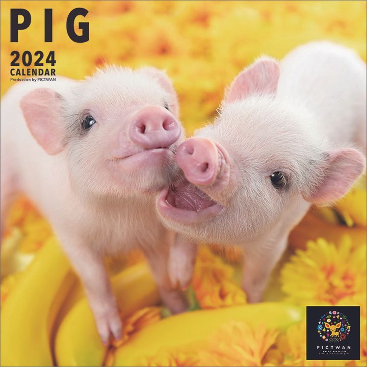 YESASIA The PIG 2024 Calendar Japan Version PHOTO POSTER CALENDAR   L P0199790101 