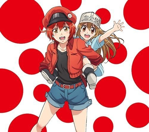 DVD】Hataraku Saibou: Cell At Work Special [Eng Sub]