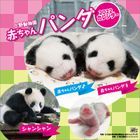 Ueno Zoo Baby Panda 2022 Calendar (Japan Version)