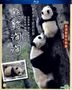 Panda Tao Tao (Blu-ray) (Hong Kong Version)