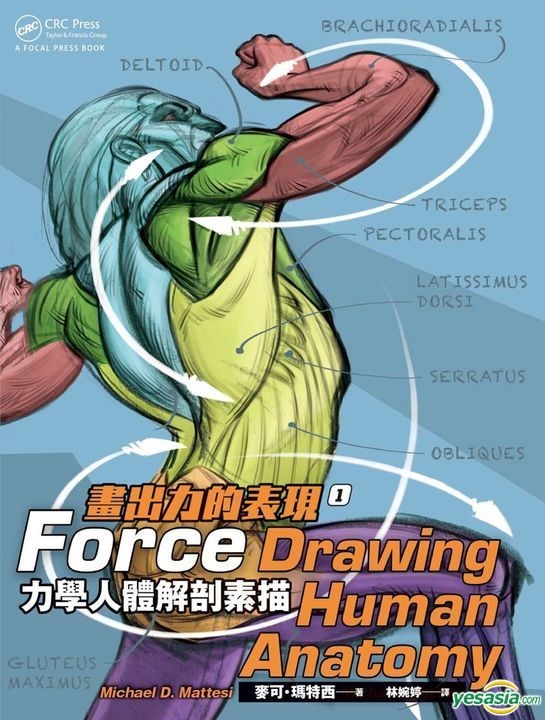 force drawing human anatomy