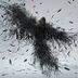 Black Bird / Tiny Dancers / Omoide wa Kirei de  (Normal Edition) (Japan Version)