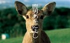 Shika Otoko Awoniyoshi DVD Box (DVD) (End) (Japan Version)