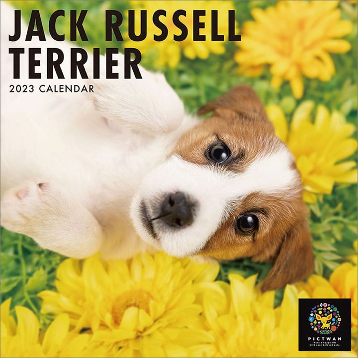 YESASIA: Jack Russell Terrier 2023 Calendar (Japan Version) CALENDAR ...